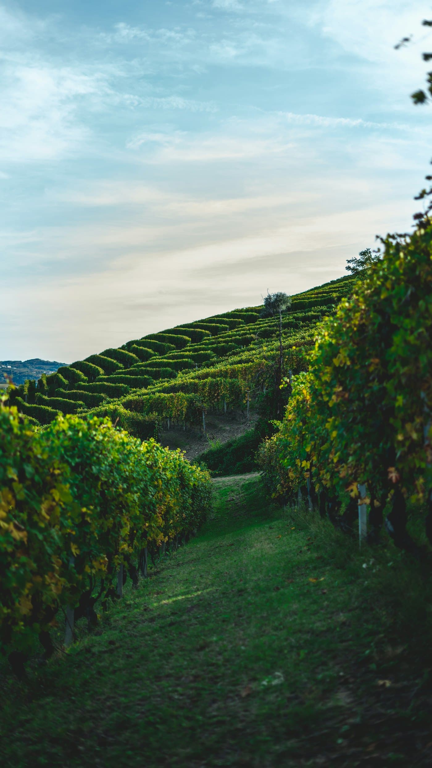 Wine producer estates